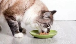 娱乐吃瓜猫咪视频大全免费观看